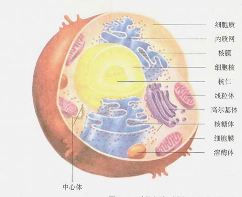 人體成分分析儀廠家為您分析人體的細(xì)胞結(jié)構(gòu)